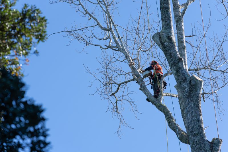 Cedar Tree Pruning