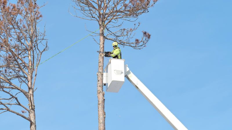 Emergency Tree Trimming