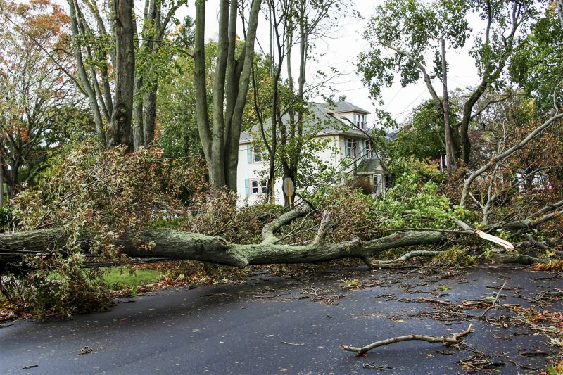 Storm Damage Tree Fallen on Road