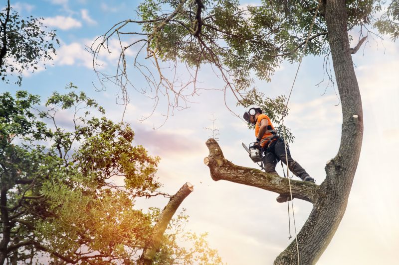 Arborist Performing Tree Maintenance