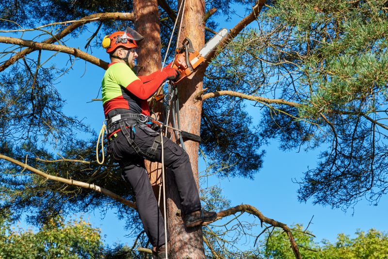 Arborist Using Climbing Gear