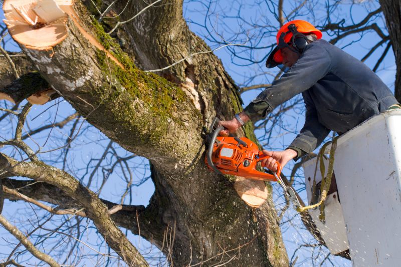 Tree Removal Specialists