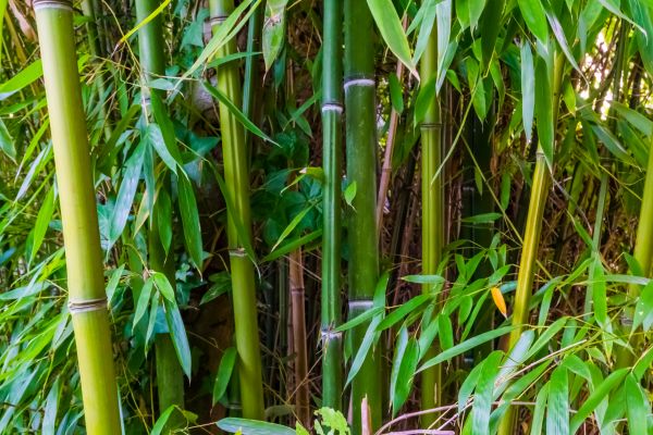 Bamboo Trimming in Crestview