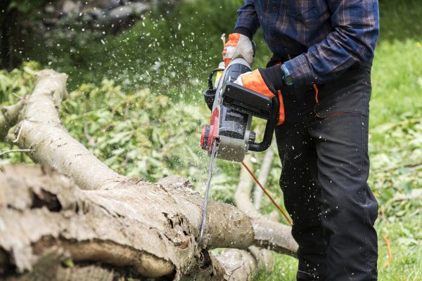 Branch Removal Service in Crestview