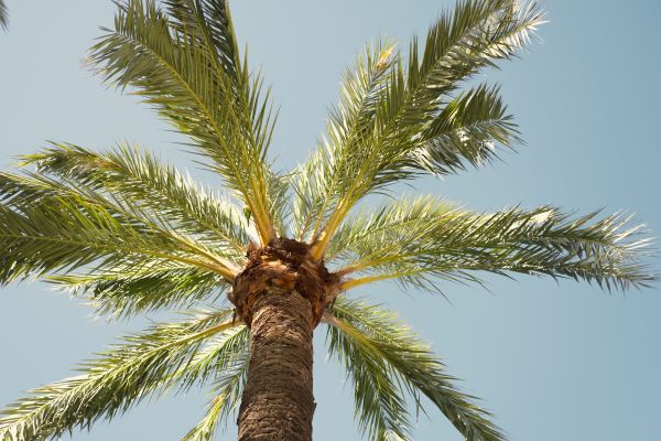 Palm Tree Pruning in Crestview