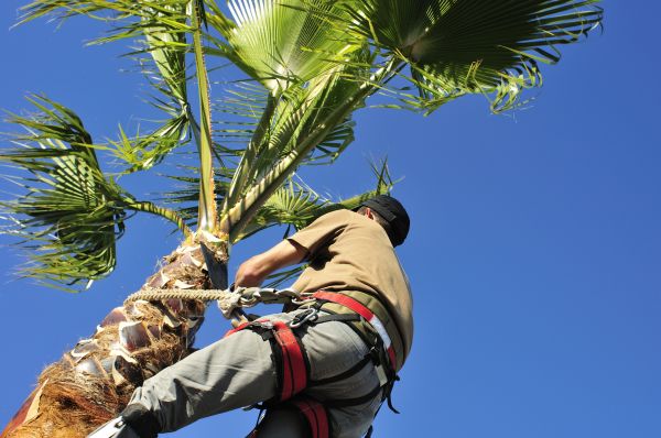 Palm Tree Trimming in Crestview