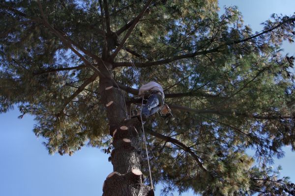 Trimming Service in Crestview