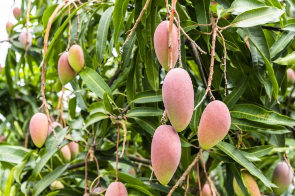 Mango Tree Trimming in Crestview