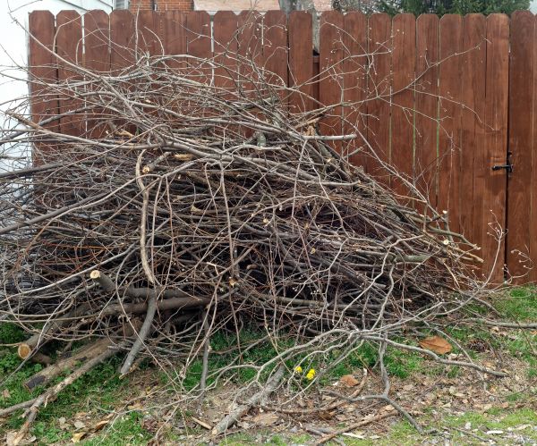 Dead Branch Removal in Crestview