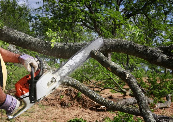 Tree Branch Cutting in Crestview