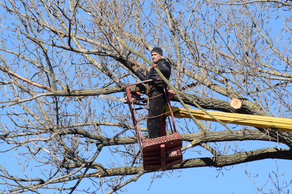 Emergency Tree Trimming in Crestview