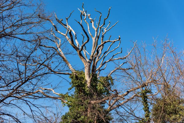 Deadwood Removal in Crestview