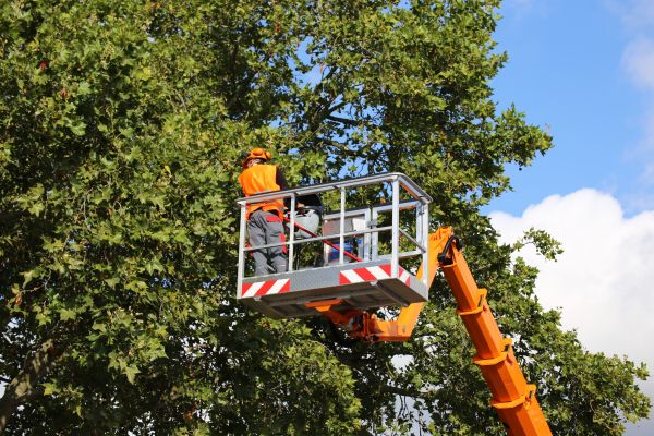 Commercial Tree Service in Crestview