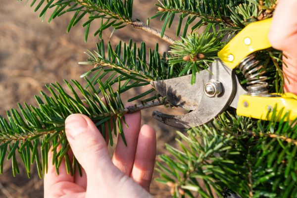 Pine Tree Pruning in Crestview