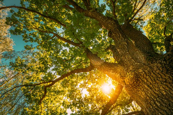 Oak Tree Pruning in Crestview