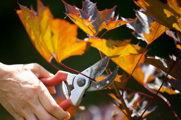 Maple Tree Pruning in Crestview