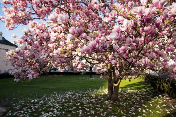 Magnolia Tree Pruning in Crestview