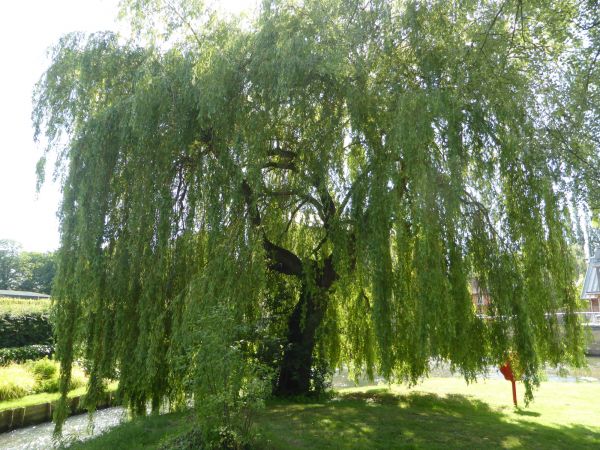 Willow Tree Trimming in Crestview