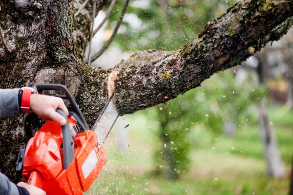 Tree Limbs Removal in Crestview