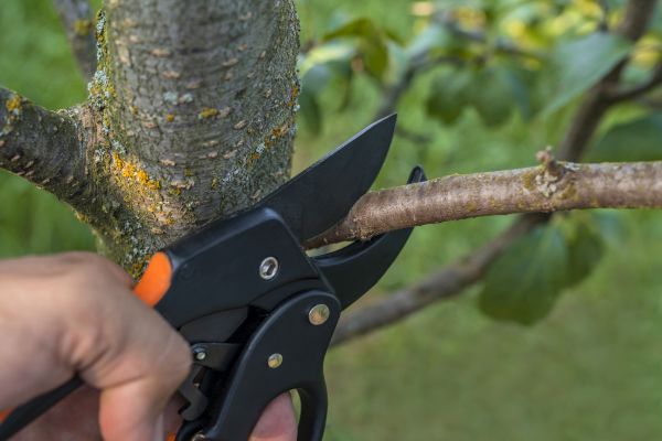 Tree Limb Cutting in Crestview