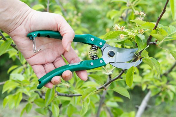 Pear Tree Pruning in Crestview