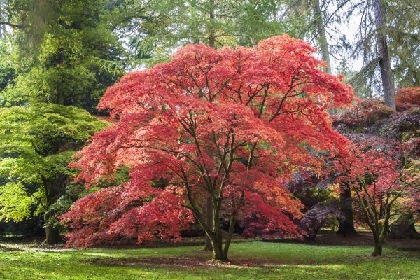 Japanese Maple Pruning in Crestview