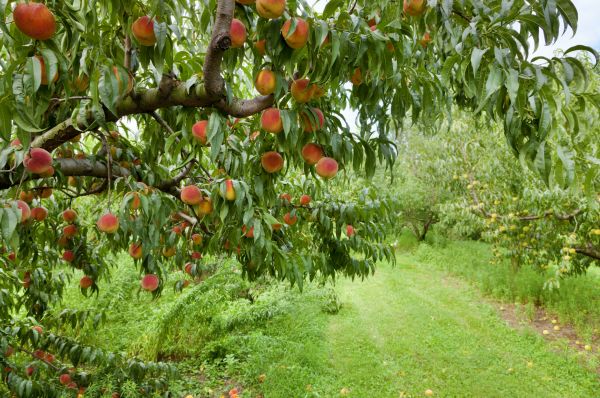 Peach Tree Pruning in Crestview