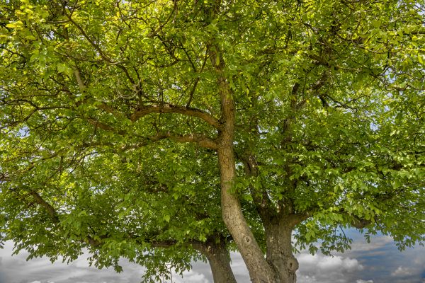 Walnut Tree Trimming in Crestview