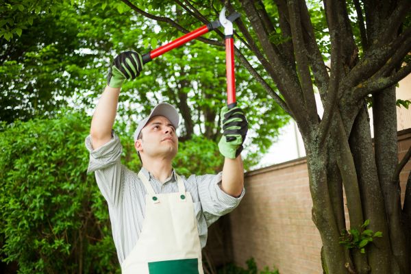 Tree Limb Pruning in Crestview