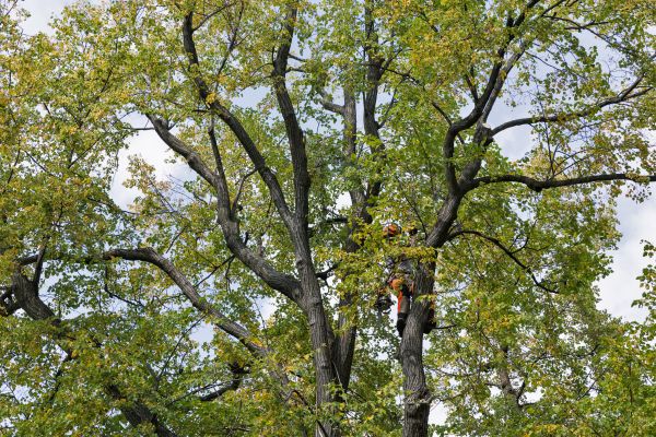 Tree Crown Shaping in Crestview