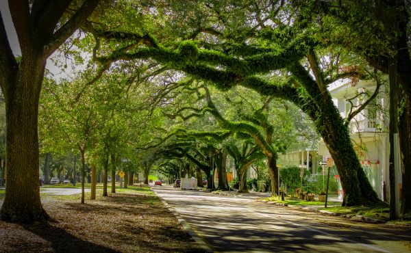 Tree Canopy Thinning in Crestview