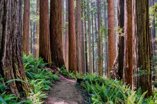Redwood Tree Trimming in Crestview