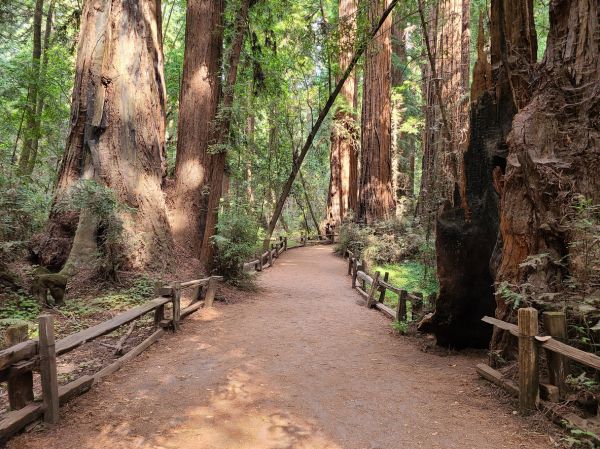 Redwood Tree Pruning in Crestview
