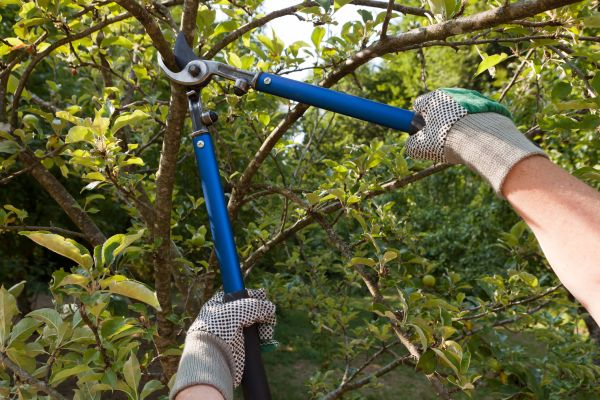 Residential Tree Pruning in Crestview