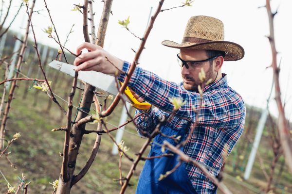 Orchard Tree Pruning in Crestview