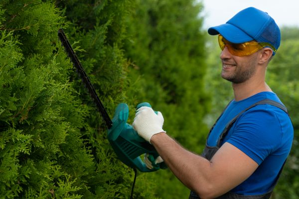 Tree Shaping Service in Crestview