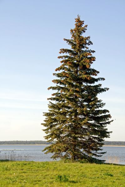 Spruce Tree Pruning in Crestview