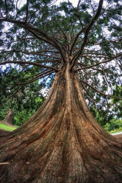 Cedar Tree Pruning in Crestview