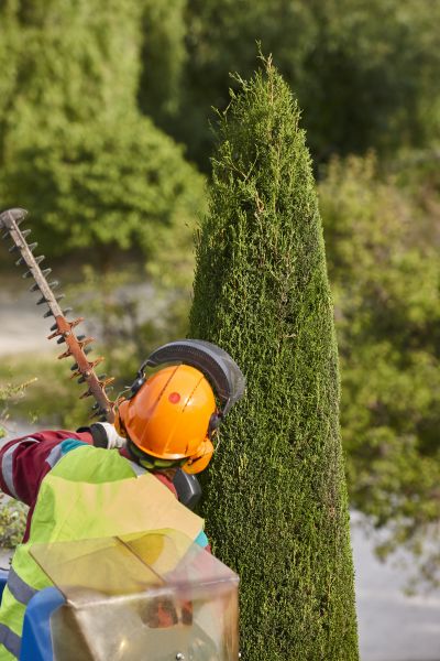 Cypress Tree Trimming in Crestview