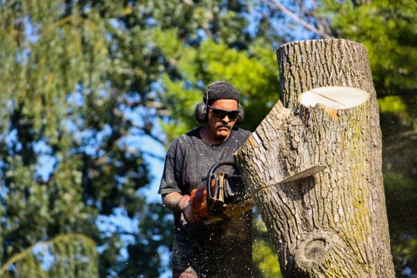 Ash Tree Pruning in Crestview