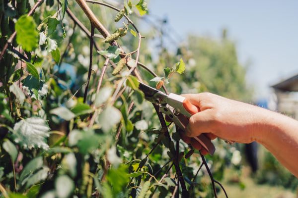 Birch Tree Pruning in Crestview