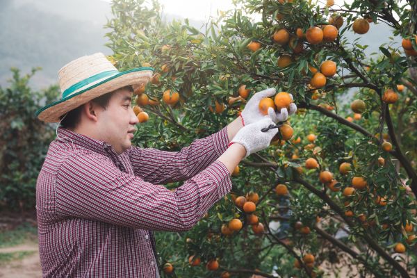 Orange Tree Pruning in Crestview