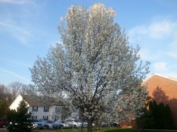 Bradford Pear Tree Pruning in Crestview
