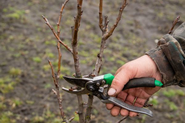 Pear Trees Pruning in Crestview