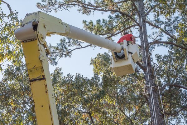 Limbs Trimming in Crestview