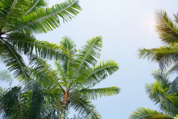Queen Palm Tree Trimming in Crestview