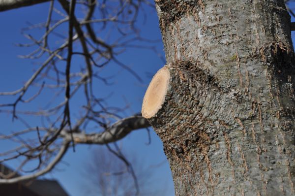 Limb Pruning in Crestview