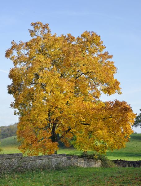 Hickory Tree Trimming in Crestview