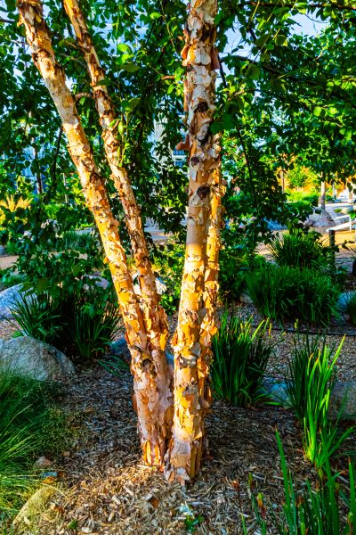 River Birch Trimming in Crestview