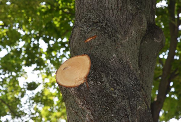 Limb Cutting in Crestview